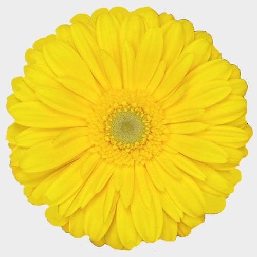 Wholesale flowers prices - buy Gerbera Daisy Yellow in bulk
