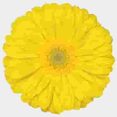 Gerbera Daisy Yellow