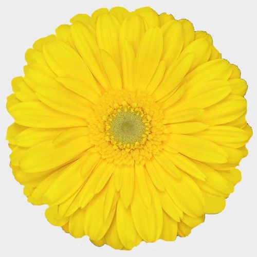 Gerbera Daisy Yellow