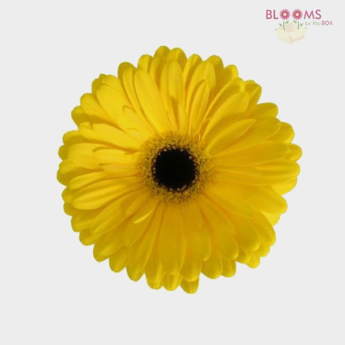 Mini Gerbera Daisy Yellow Flowers Wholesale Blooms By The Box