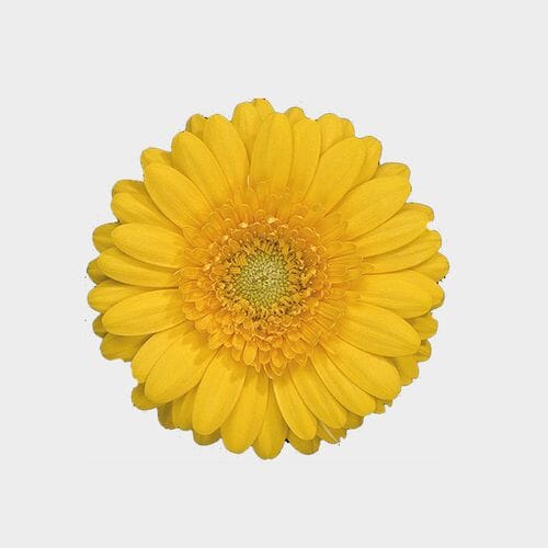 Mini Gerbera Daisy Yellow Flowers