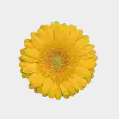 Mini Gerbera Daisy Yellow Flowers