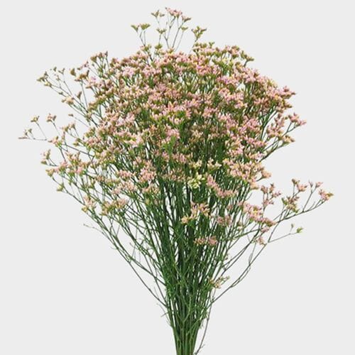Wholesale flowers prices - buy Limonium Pink Flowers in bulk