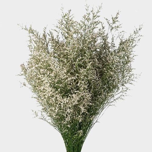Limonium White Flowers