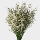 Limonium White Flowers