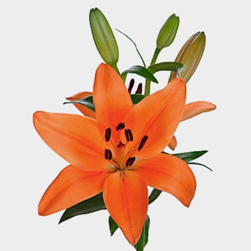 Wholesale flowers prices - buy Lily Orange 3-5 Blooms in bulk