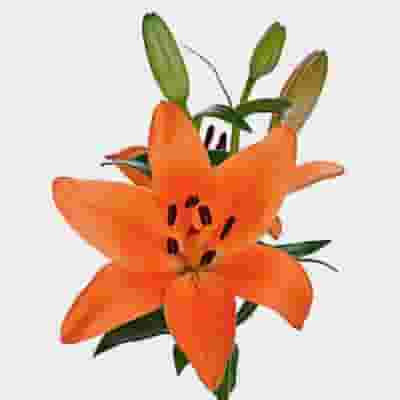 Lily Orange 3-5 Blooms