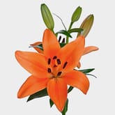 Lily Orange 3-5 Blooms