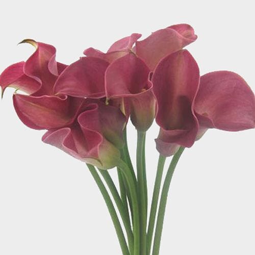 Wholesale flowers prices - buy Calla Lily Mini Pink Flower in bulk