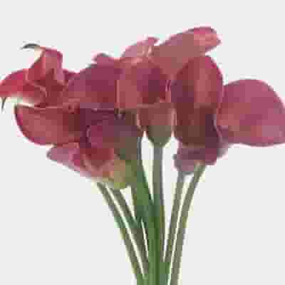 Calla Lily Mini Pink Flower