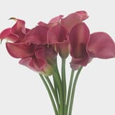 Calla Lily Mini Pink Flower