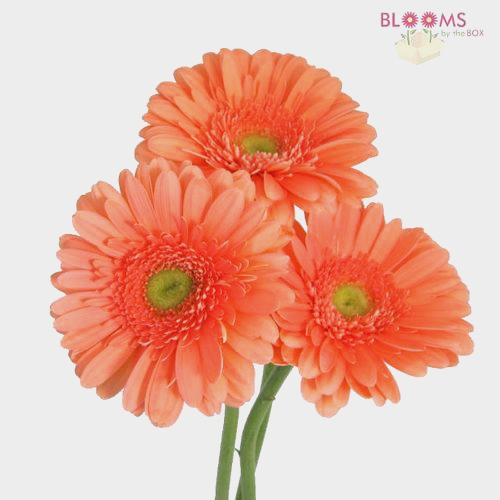 Gerbera Daisy Peach - Wholesale - Blooms By The Box