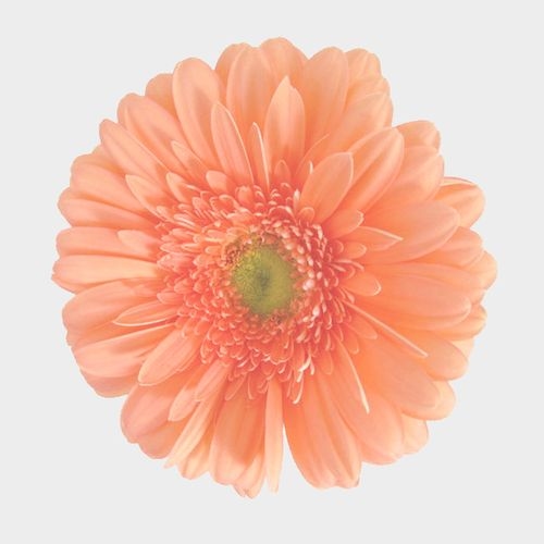 Gerbera Daisy Peach Wholesale Blooms By The Box