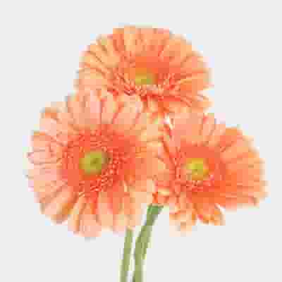 Gerbera Daisy Peach