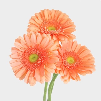 Gerbera Daisy Peach - Wholesale - Blooms By The Box