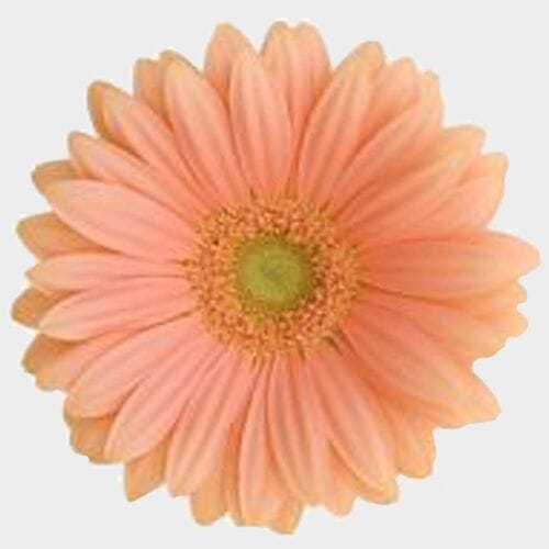 Peach Coral Gerbera Daisy Bridal Bouquet