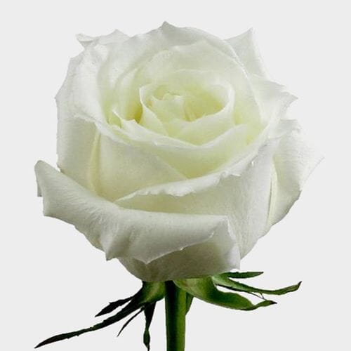 Wholesale flowers prices - buy Rose Eskimo White 60cm in bulk