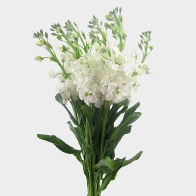 Silk and Dried Floral Arrangements Have Never Been So Easy! - Wholesale  Flowers and Supplies