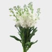 Stock White Flower