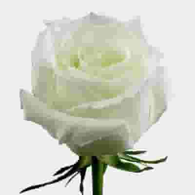 Rose Eskimo White 50cm