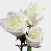 Rose Eskimo White 50cm - Wholesale - Blooms By The Box