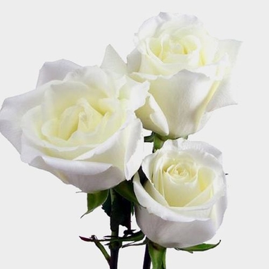 Rose Eskimo White 50cm Wholesale Blooms By The Box Rose Eskimo White 50cm Wholesale Blooms By The Box