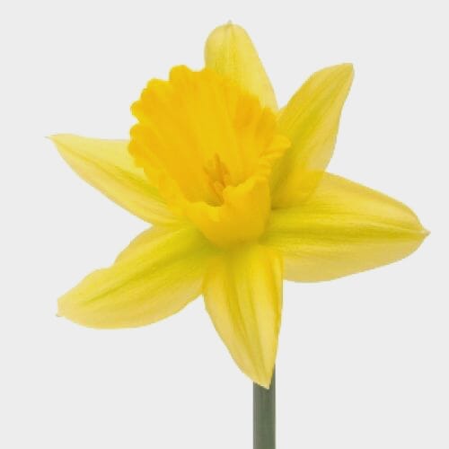 Bulk flowers online - Daffodil