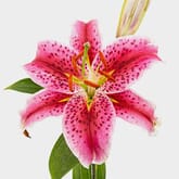 Lily Starfighter 3-5  Blooms