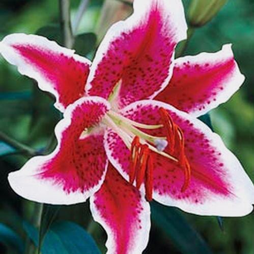 Bulk flowers online - Lily Starfighter 3-5  Blooms