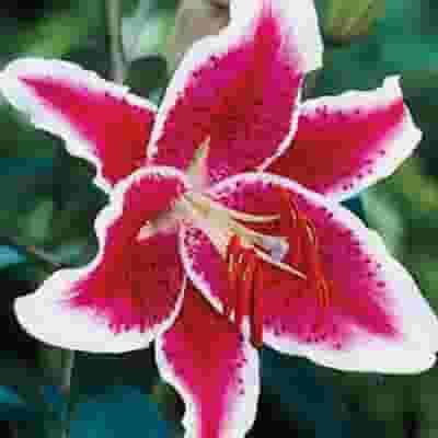 Lily Starfighter 3-5  Blooms