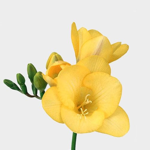 Yellow Freesia Flowers - wholesale by the bunch