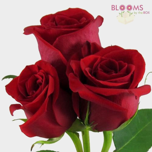Rose Freedom Red 50 Cm
