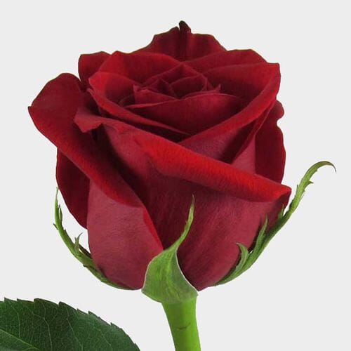Wholesale flowers prices - buy Rose Freedom Red 50 Cm in bulk
