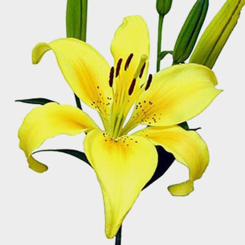 Wholesale flowers prices - buy Lily Yellow 3-5 Blooms in bulk