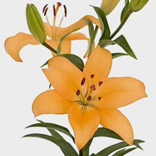 Wholesale flowers: Lily Peach 3-5 Blooms