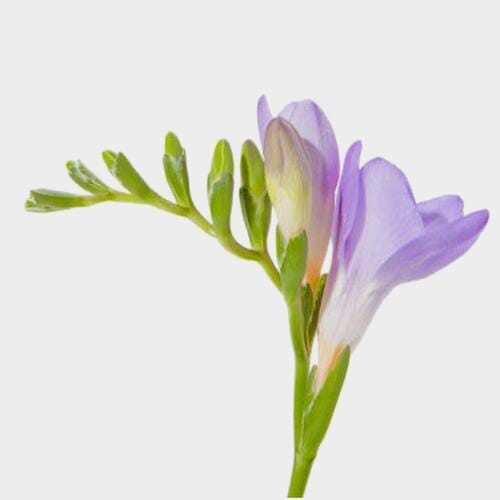 Purple Freesia Flower