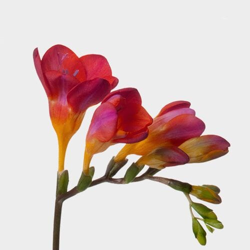 Wholesale flowers prices - buy Red Freesia Flowers in bulk