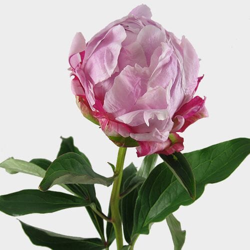 Wholesale flowers prices - buy Peony Sarah Bernhardt Pink in bulk