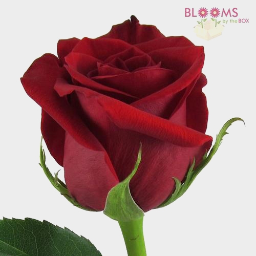 Red Rose Freedom 60 cm.