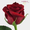 Red Rose Freedom 50 cm.