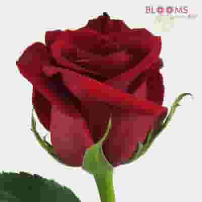 Red Rose Freedom 50 cm.