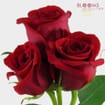 Red Rose Freedom 50 cm.