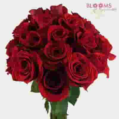 Red Rose Freedom 50 cm.