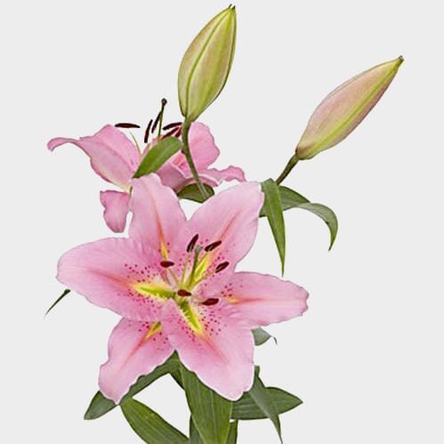 Wholesale flowers prices - buy Lily Pink 3-5 Blooms in bulk