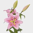 Lily Pink 3-5 Blooms