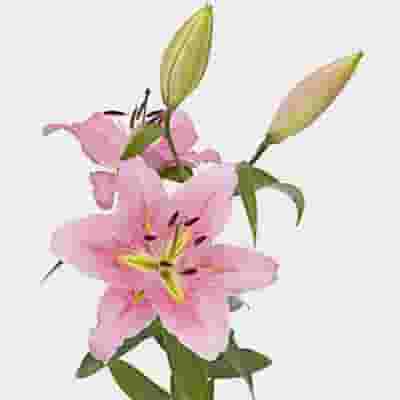 Lily Pink 3-5 Blooms