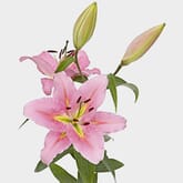 Lily Pink 3-5 Blooms