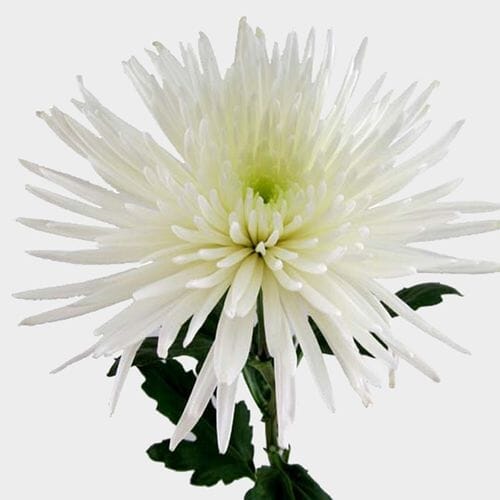 Wholesale flowers prices - buy Spider Anastasia White Flower in bulk