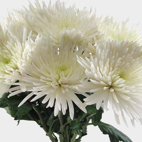 Spider Anastasia White Flower - Wholesale - Blooms By The Box