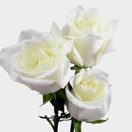 Rose Eskimo White 40cm - Wholesale - Blooms By The Box